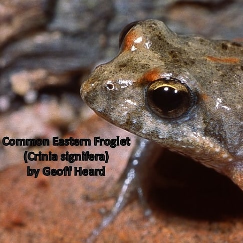 FrogsCalling's tweet photo. This is the face of a frog that doesn't mind the cold. Calling now from a wetland near you!

📷 Common Eastern Froglet, Crinia signifera By @HeardGW

#frogfriday https://t.co/dNM52UZJph