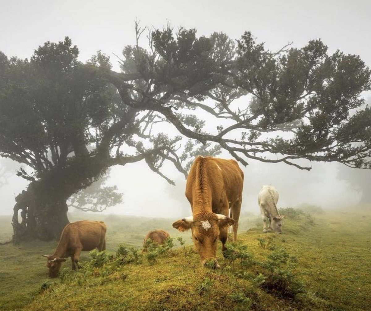 Cow tweet media