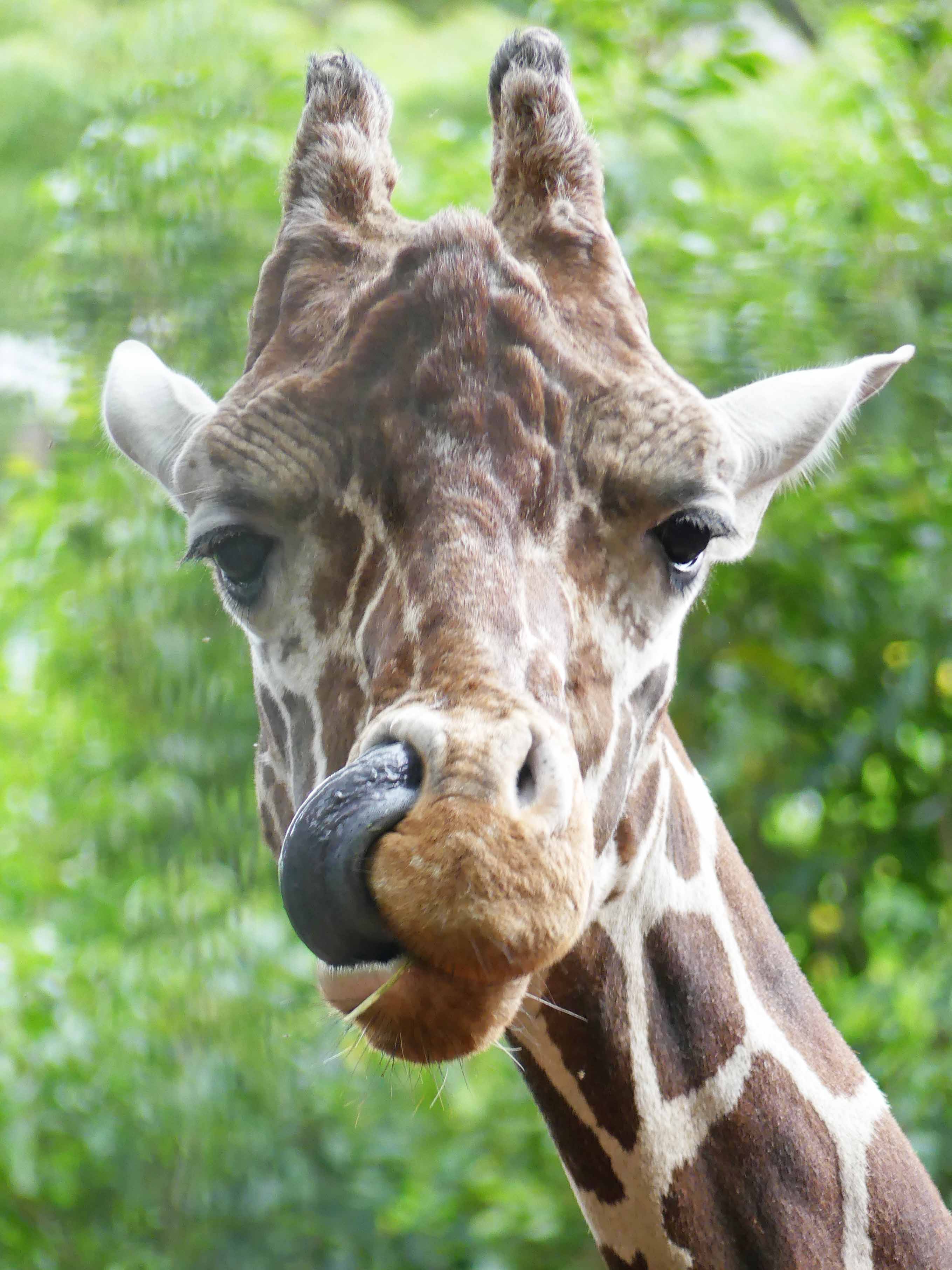 上野動物園 公式 余裕で届きます キリン 鼻の穴の掃除 木の葉を巻き取る長い舌 真似できない Zooむあっぷ観察 おうちでzoo T Co 7xwasyinwb Twitter