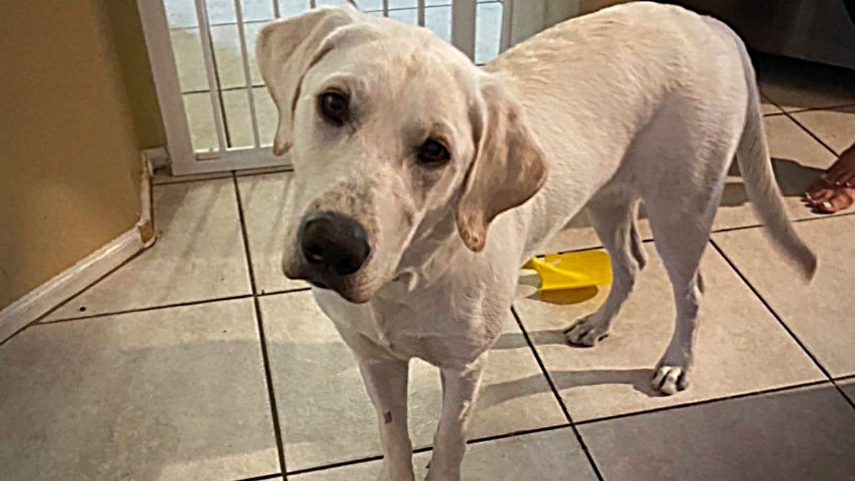 EricZott's tweet image. Labrador retriever alerts Glendale family to fire in their home - all are safe! 
bit.ly/2S51Oga