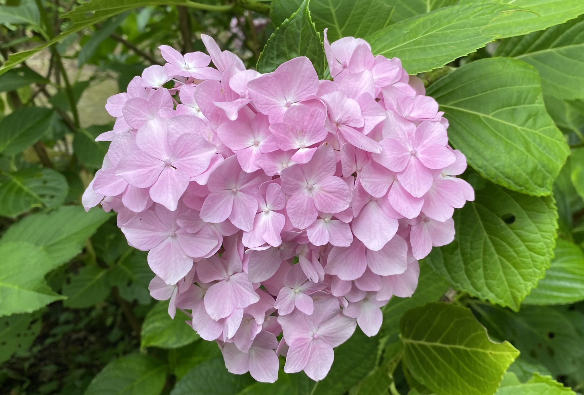 久安寺 久安寺です ハートの紫陽花ひとつ咲いております 受付から入り 北10メートル 土曜日 日曜日 大変混雑が予想されます 何卒 ご理解ください 平日の方がまだスムーズです ハートの紫陽花 アジサイ 紫陽花 久安寺 池田市 高野山