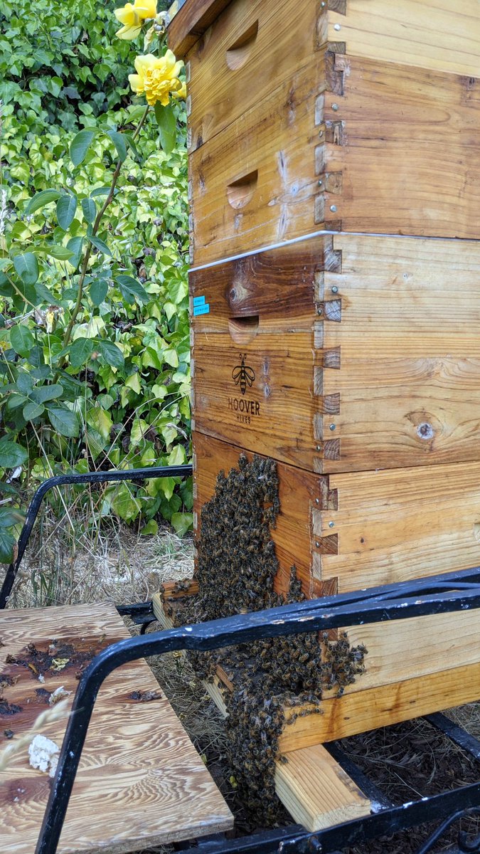 IslandBoyFarms's tweet photo. 7pm and still 88 degrees...girls bearding to cool off!
#bees #beekeeping
#islandboyfarms https://t.co/JC7yxY1YfC