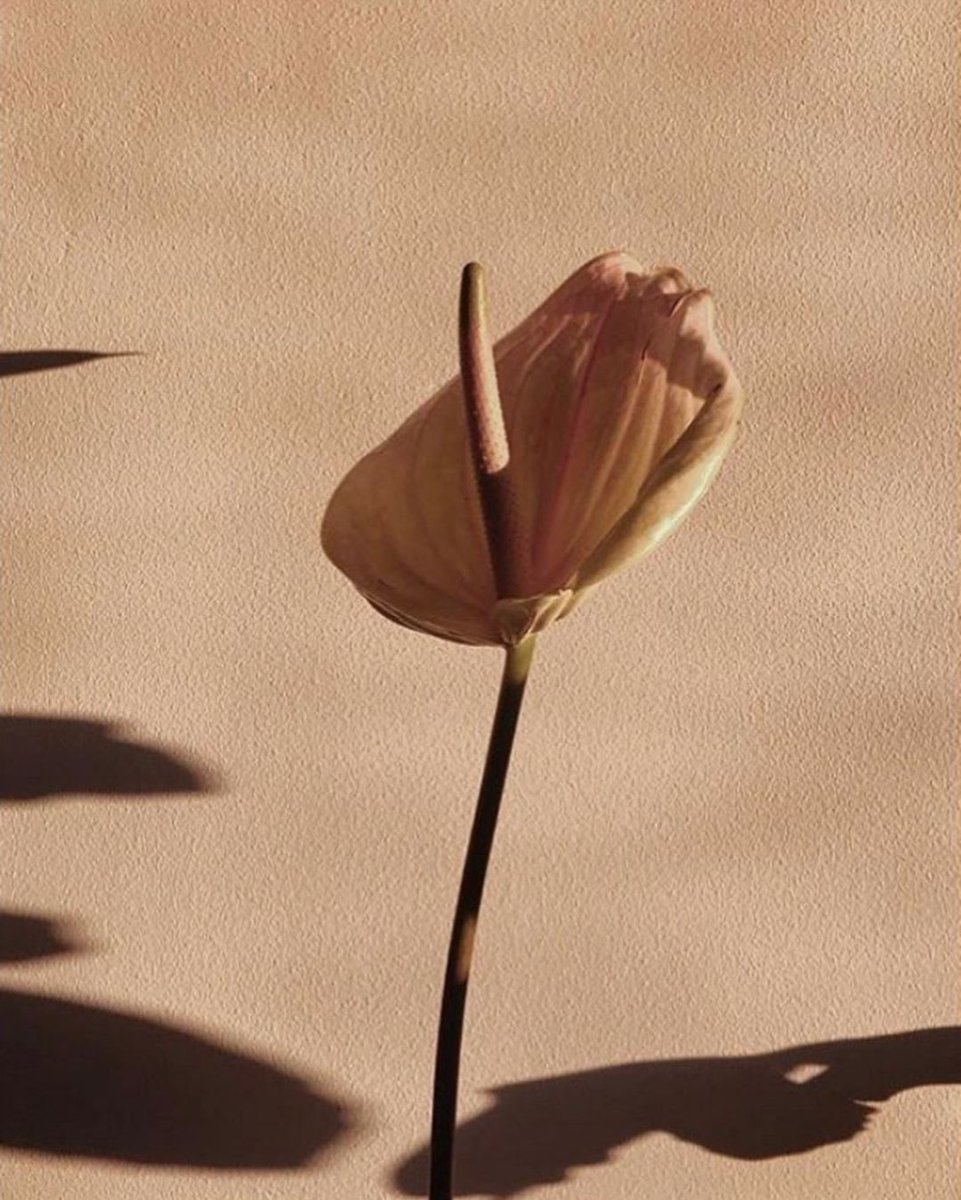 The light, the shadows and the beauty in between. Xm

#Minspo