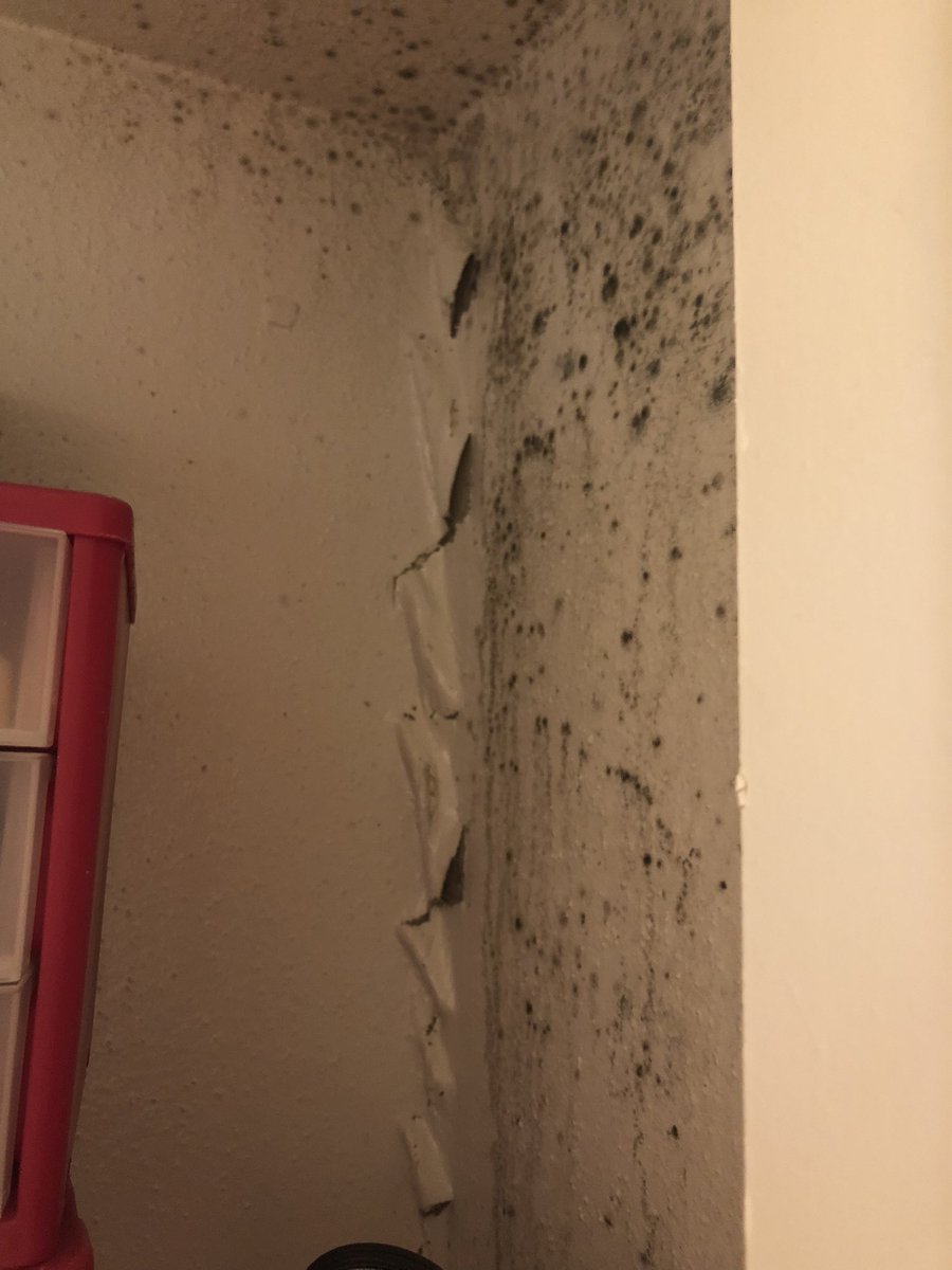 tylerhascats's tweet image. Because I haven’t had a bathroom wall for 4 months, the humidity comes right on in and now there’s so much more damage to be fixed. And my walls and ceiling are mildewing. #TexasPowerGrid