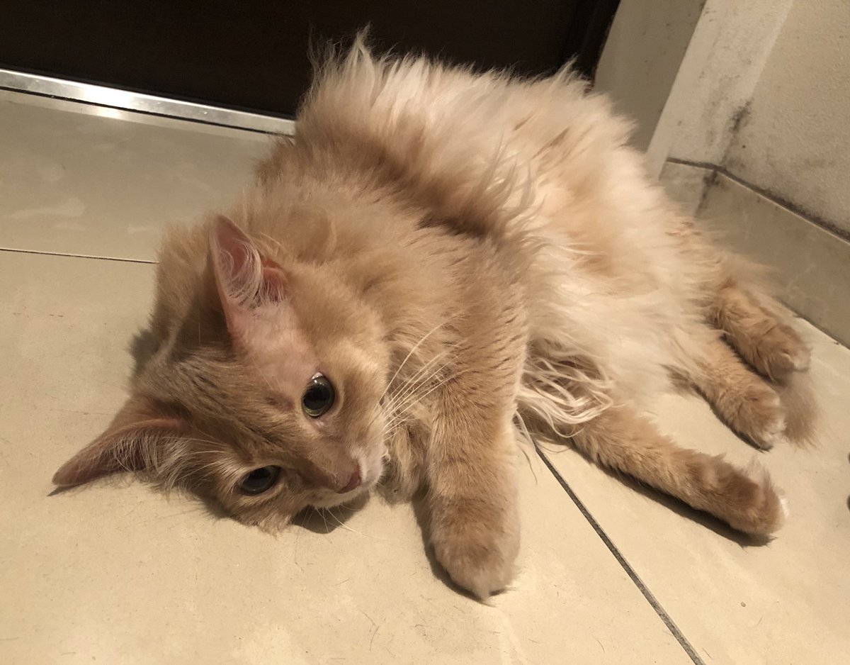 アルミ製の猫ベッドをデカいごはん入れだと思って期待している猫さん 大きい分たくさん入れてもえると思ってそう Togetter アルミ製の猫ベッドをデカいごはん入れだと思って期待している猫さん 大きい分たくさん入れてもえると思ってそう Togetter