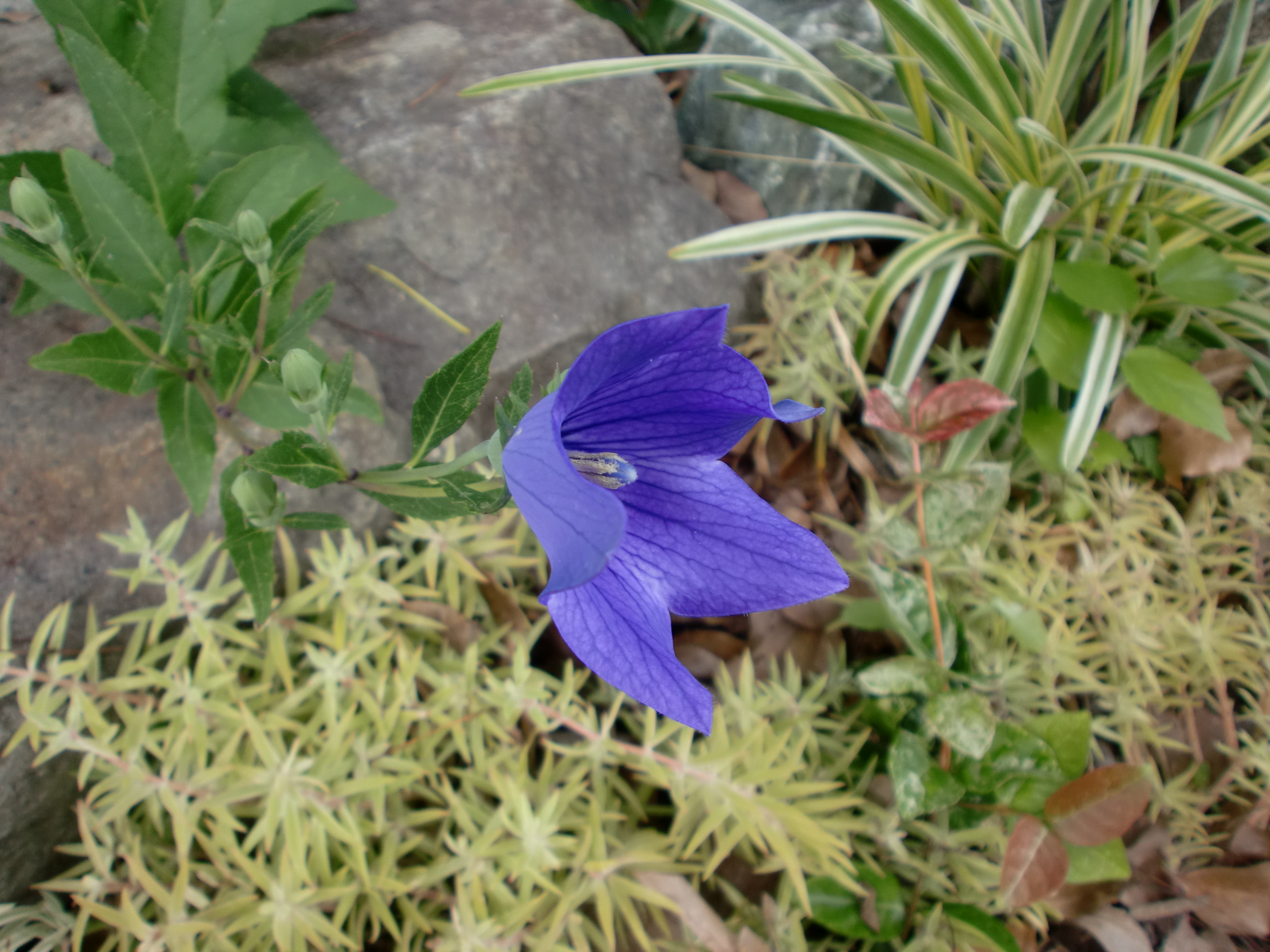 Asai キキョウ 花 青い花 青い 夏の花 ６月 ６月の花 June Flowers Flower Blue Blueflowers Blueflower 桔梗 Kikyo T Co 9sdqmrm1lv Twitter