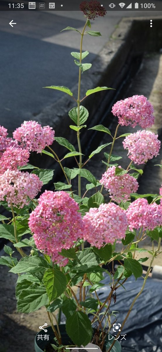 アナベルピンク Twitter Search