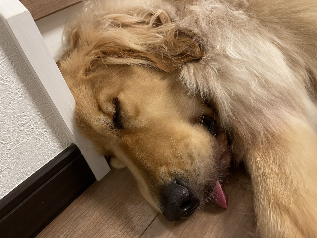 Xxxnozom Xxx おっと 爆睡 ぶちゃかわ ゴールデンレトリバー 犬 わんこ ゴールデンレトリーバー 犬との暮らし 犬との生活 犬がいる生活 かわい 犬がいる暮らし アレン君 ぶちゃかわ あほ面 とぼけ顔 優しい くっつき虫 ゴールデン Xxxnozom Xxx おっと 爆睡 ぶちゃかわ ゴールデンレトリバー 犬 わんこ ゴールデンレトリーバー 犬との暮らし 犬との生活 犬がいる生活 かわい 犬がいる暮らし アレン君 ぶちゃかわ あほ面 とぼけ顔 優しい くっつき虫 ゴールデン