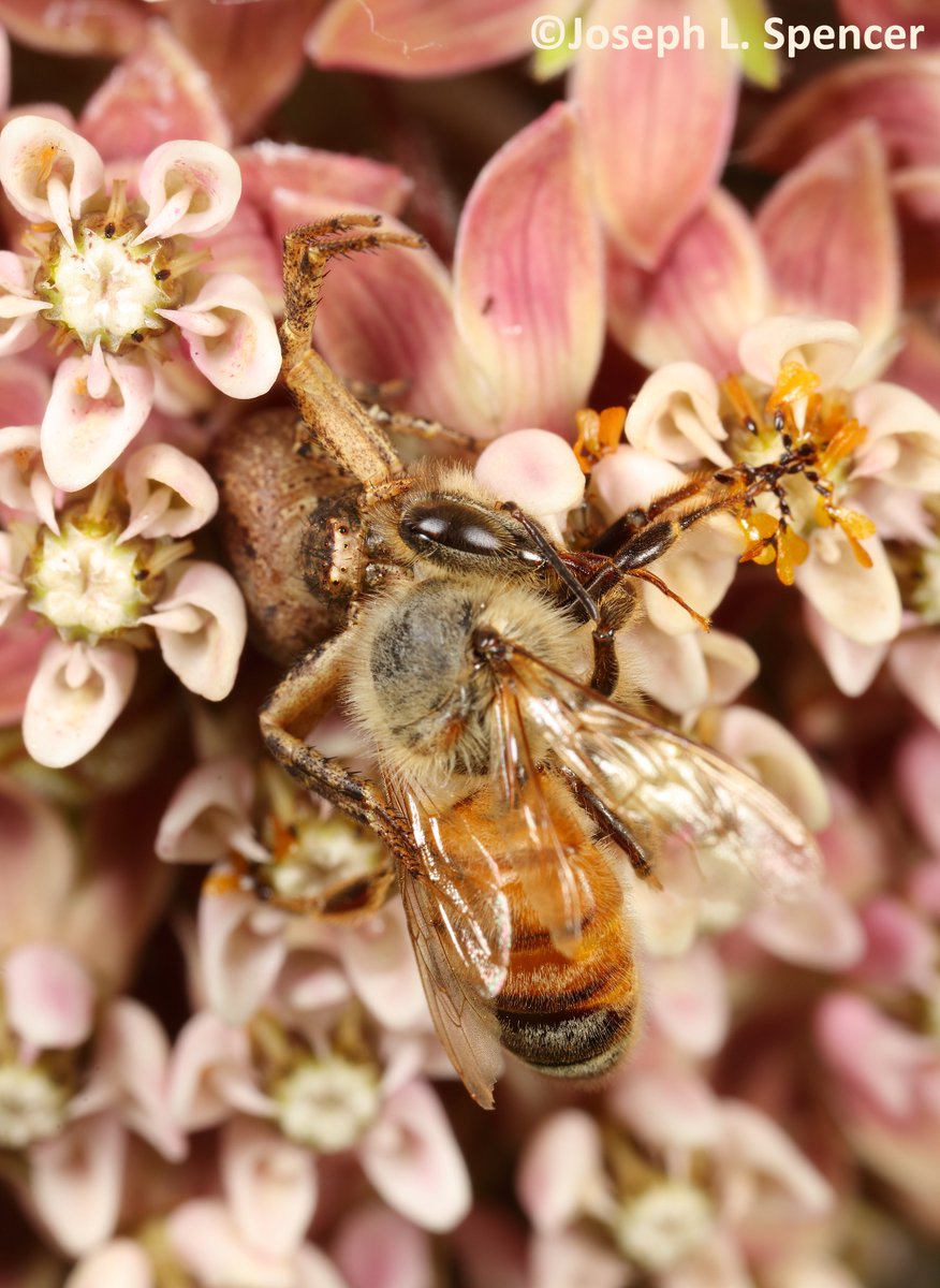 talkingrootworm's tweet photo. In the line of duty. Common #milkweed (MW) blooms are a magnets for #insects. Some visitors, even #honeybees, become ensnared by the MW #pollinia & are not strong enough to free themselves if pollinia become snagged. They may die or fall prey to opportunistic predators. https://t.co/rP7oiCspF1
