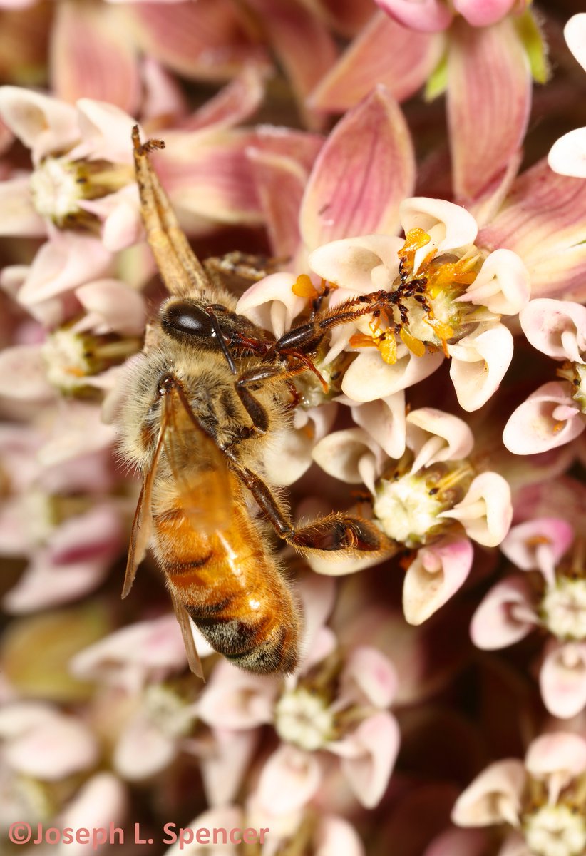 talkingrootworm's tweet photo. In the line of duty. Common #milkweed (MW) blooms are a magnets for #insects. Some visitors, even #honeybees, become ensnared by the MW #pollinia & are not strong enough to free themselves if pollinia become snagged. They may die or fall prey to opportunistic predators. https://t.co/rP7oiCspF1