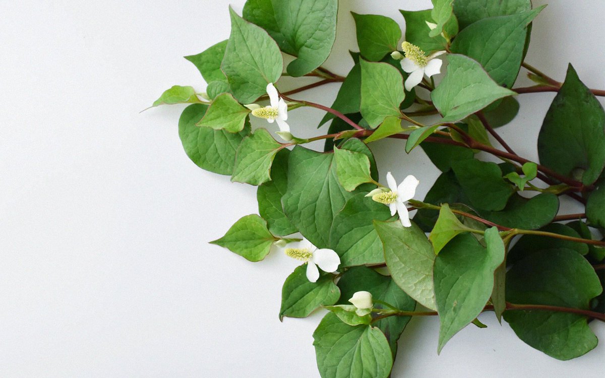 暦生活 こよみせいかつ 季節の楽しみ方のひとつ 季節湯 6月の季節湯は どくだみ湯です どくだみ湯 の作り方はとてもシンプルで 摘んできた生の茎や葉を適当な大きさに刻み お茶パックや布袋に詰めて浴槽に入れるだけ どくだみ湯 今日の