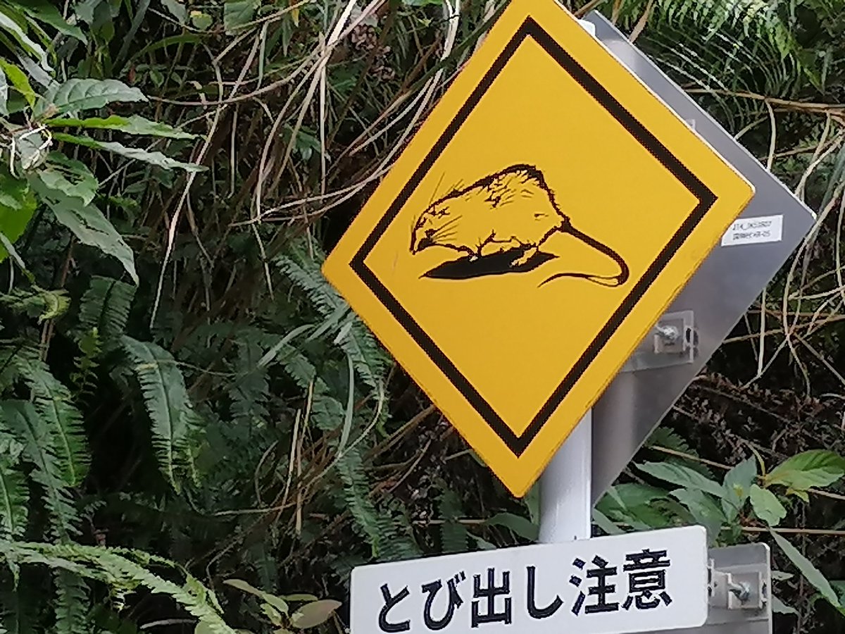 じぇいく 国内旅行 図解 On Twitter 調べたら ケナガネズミというネズミみたいです 笑 何が注意かは ぼくもよく分かりません