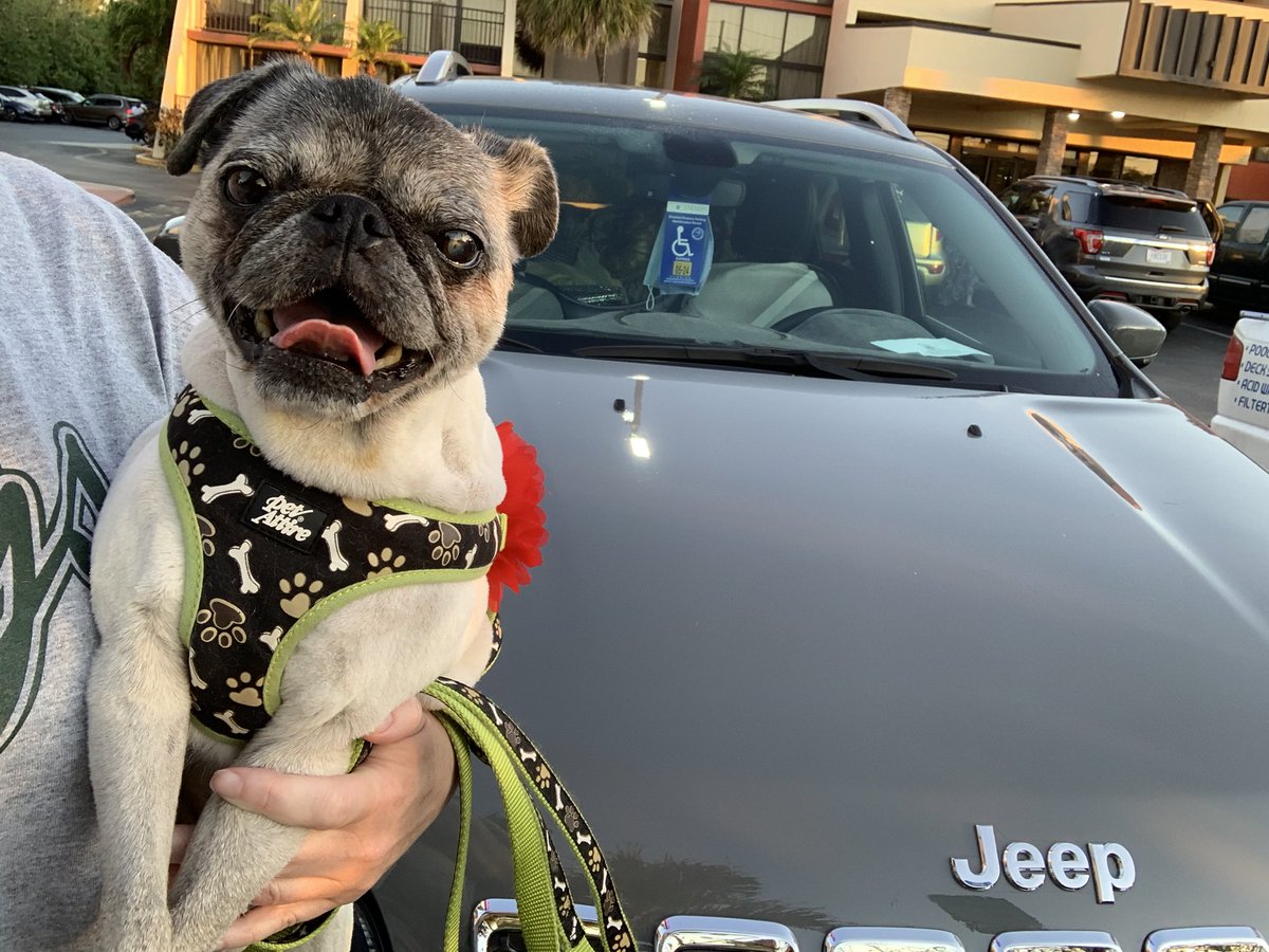 Road tripping… #jeepdog #jeep #puglove #happy #traveling #jeepcherokee #pugs #jeeping #smile #love #pugsofinstagram #pug #pugnation #watchoutworld #puglife #toocute #precious #intheroad #rescuedog #beentoolong #florida #somuchtosee #solittletime #weekend #getaways #enjoylife