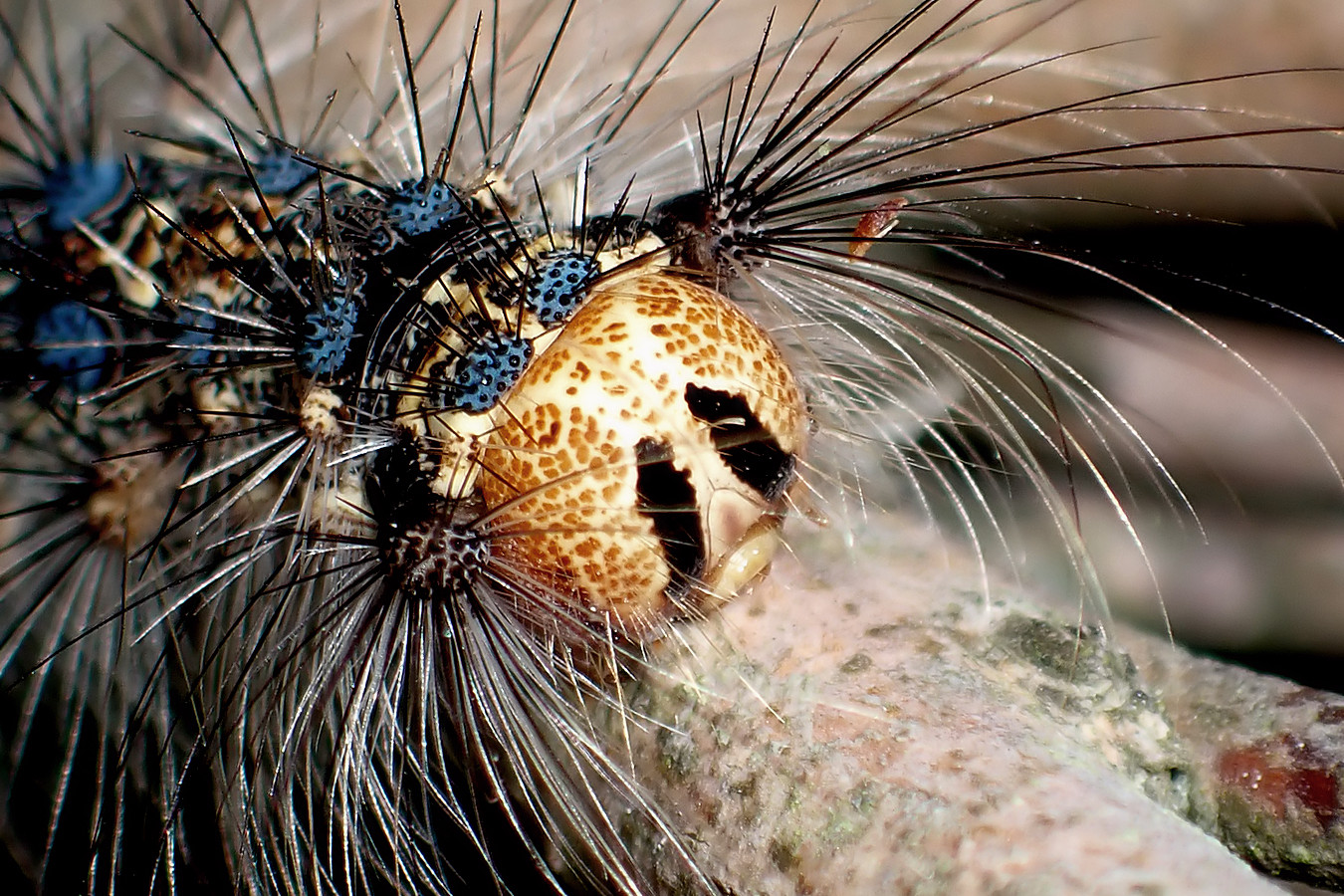 ぁぃの飼育ブログ Persona マイマイガの幼虫現る ツツジの木で見つけたマイマイガの幼虫 ニャッキですな ここからの1か月はとてつもないレベルの食欲となるので とにかくそこらの葉が無くなります 詳細記事 T Co Rh1os81yiu マイマイガ
