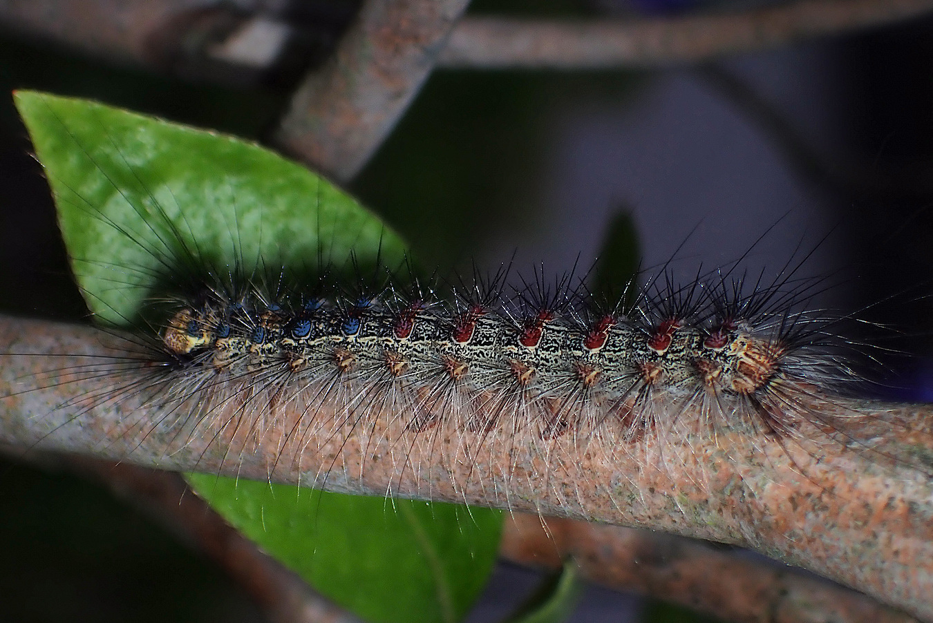 ぁぃの飼育ブログ Persona マイマイガの幼虫現る ツツジの木で見つけたマイマイガの幼虫 ニャッキですな ここからの1か月はとてつもないレベルの食欲となるので とにかくそこらの葉が無くなります 詳細記事 T Co Rh1os81yiu マイマイガ