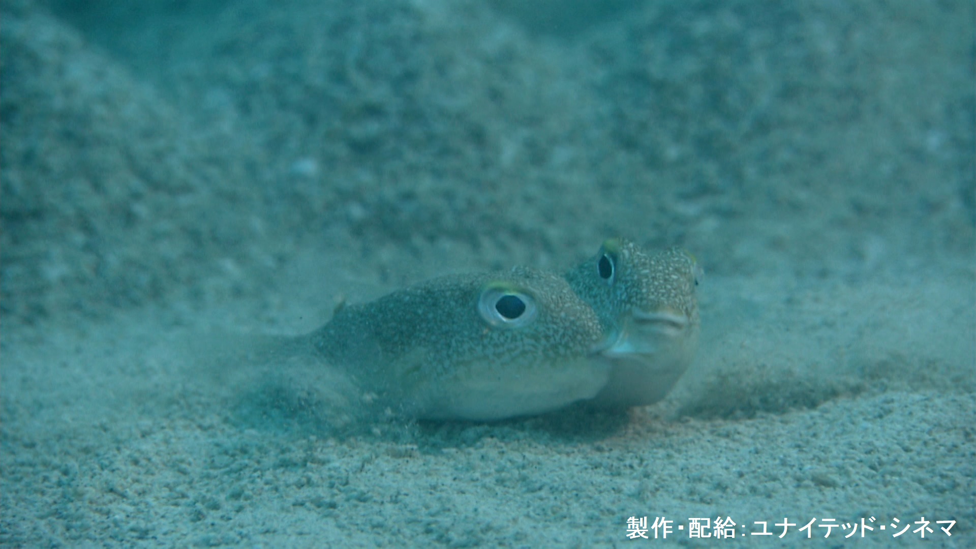 ダーウィンが来た! ダーウィンが来た！ (@nhk_darwin) / X