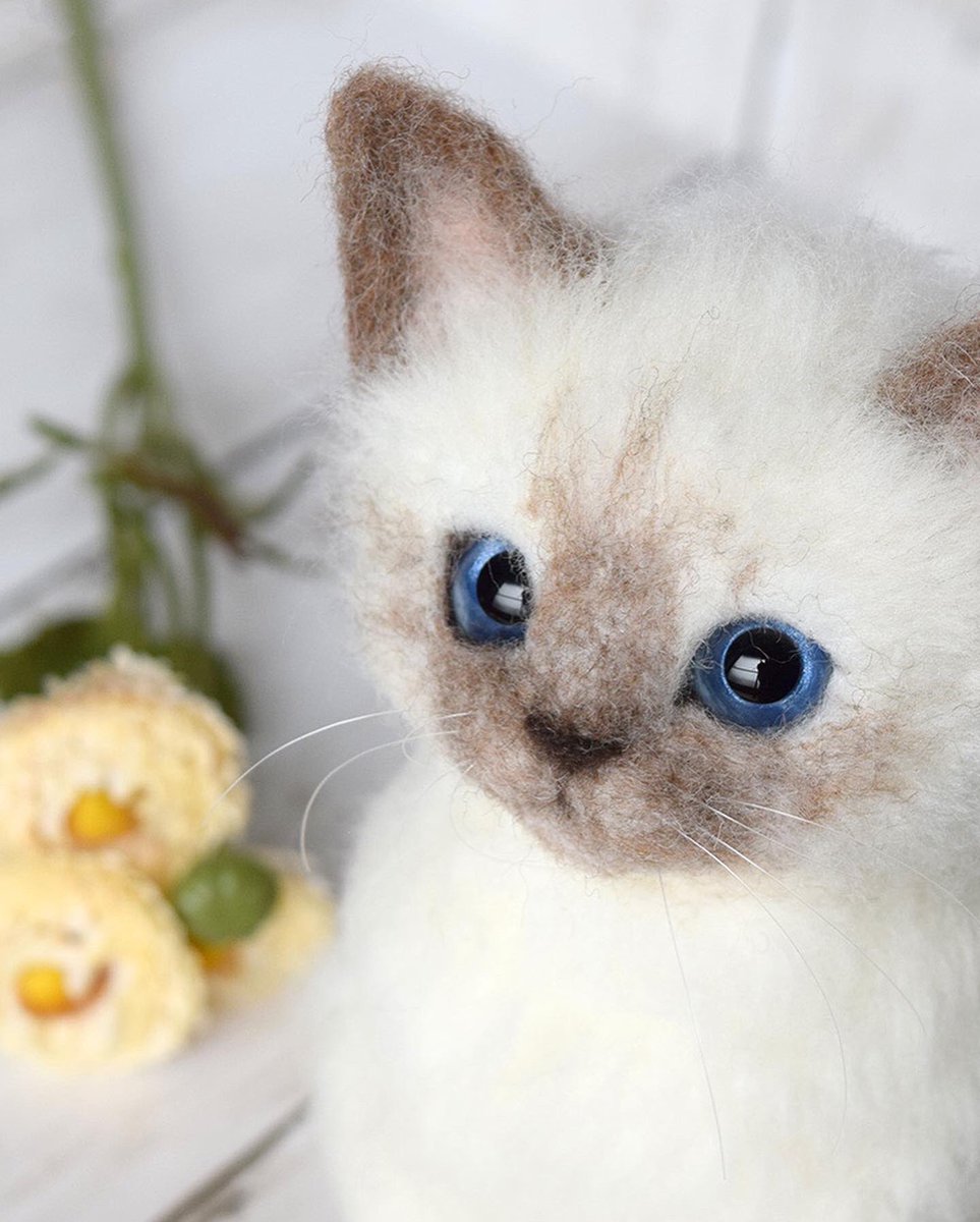 Twoucan シャム猫 の注目ツイート イラスト マンガ コスプレ モデル