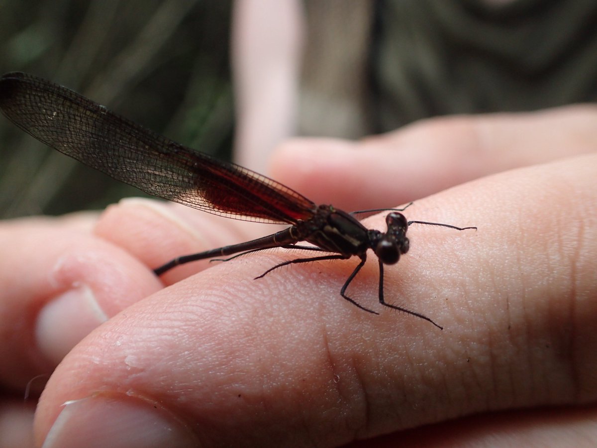 Christophe_Patt's tweet photo. Today we took a short drive up and over the Sierra Madre de Chiapas to an Atlantic drainage. We got to see the full astounding #polyphenism of H titia.
Clear wings in the Pacific, fully pigmented in the Atlantic!
My PhD, could this help with range expansion? #rubyspot2021 https://t.co/IOBHQS5KhS