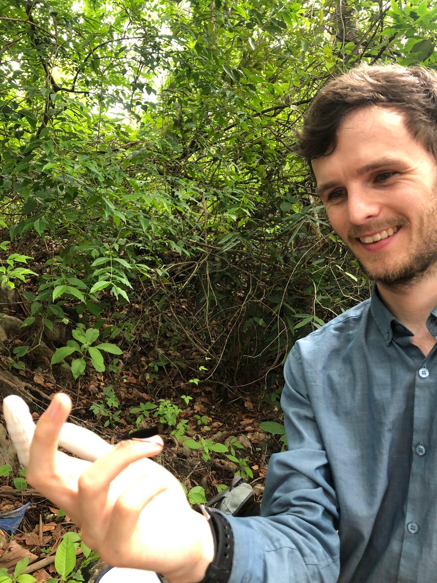 Christophe_Patt's tweet photo. Today we took a short drive up and over the Sierra Madre de Chiapas to an Atlantic drainage. We got to see the full astounding #polyphenism of H titia.
Clear wings in the Pacific, fully pigmented in the Atlantic!
My PhD, could this help with range expansion? #rubyspot2021 https://t.co/IOBHQS5KhS