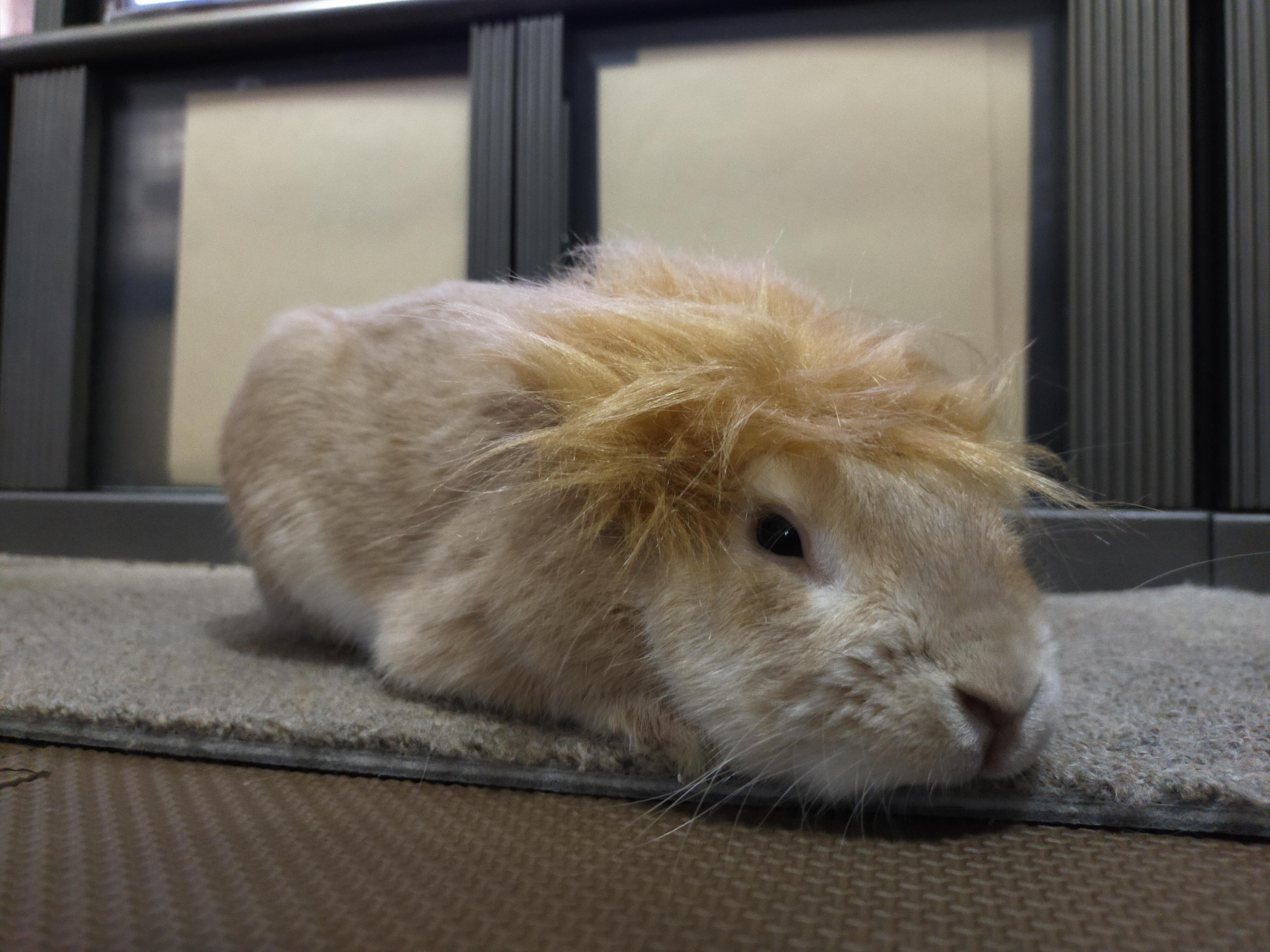 うさぎもかど 我が家の子ライオンたち うさぎ ウサギ 兎 兔 ミニうさぎ ネザーランドドワーフ ライオンヘッド ライオンラビット カピバラさん Bunny Rabbit T Co Sce8zlx5id Twitter