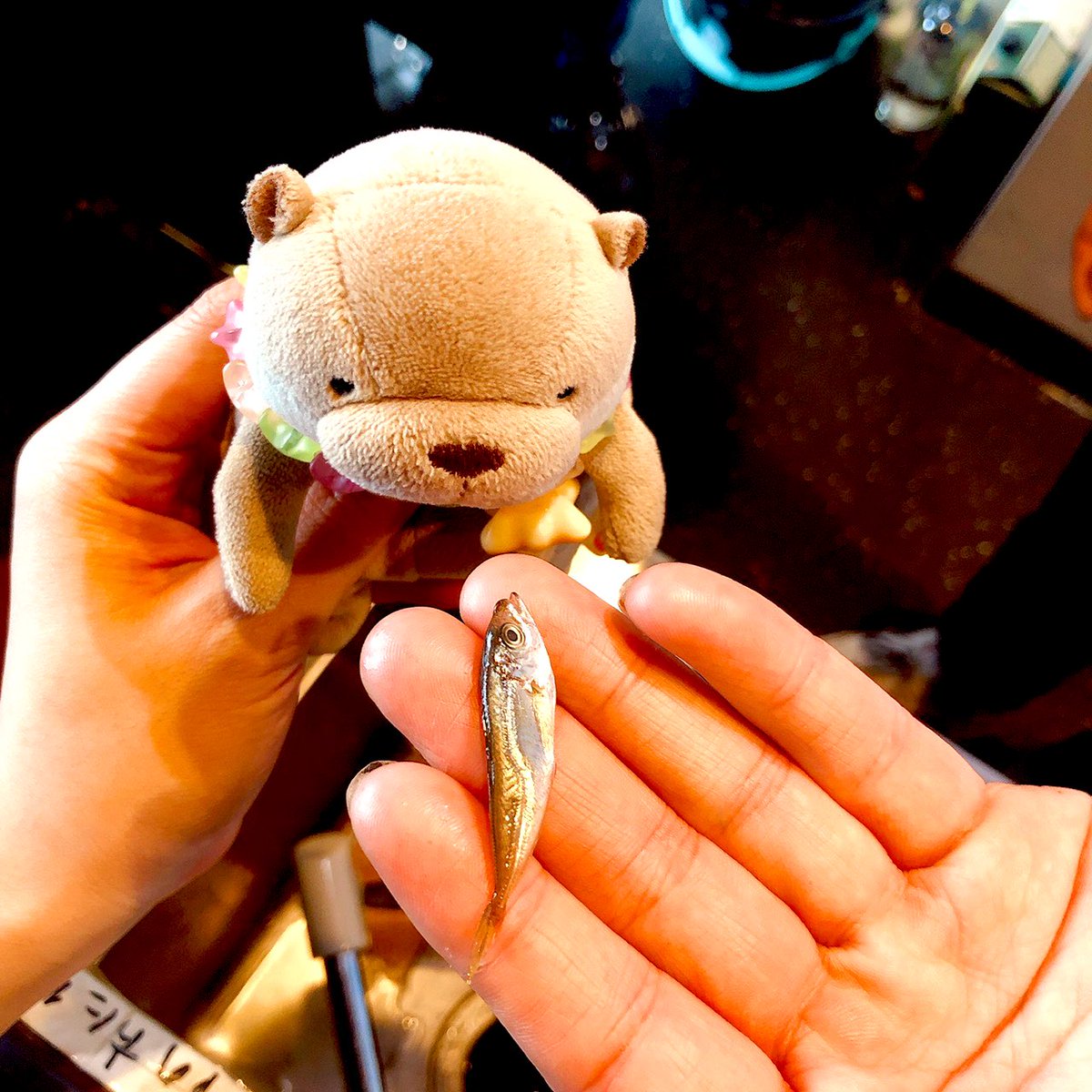 期間限定 定食屋teddypicker テディピー ヤッてます お魚ッ あるよォーッ オススメはッッマゴチの刺身 シイラの刺身ダァアァー 豆アジとおうどん もあるヨッ ゼヒッゼヒッ 期間限定 定食屋teddypicker テディピー ヤッてます お魚ッ あるよォーッ オススメはッッマゴチの刺身 シイラの刺身ダァアァー 豆アジとおうどん もあるヨッ ゼヒッゼヒッ