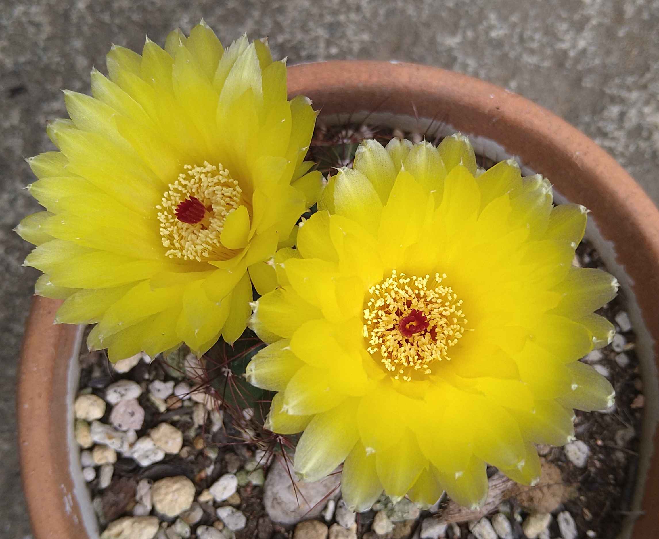 Hans Potter 黄色のサボテンの花が咲きました 横には今年最後のクジャクサボテンの赤い花 ほんの小さな出来事に 愛は傷ついて T Co Makvi2o73x Twitter