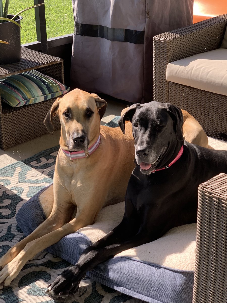 DelusionalBook's tweet photo. @guerrero_ramey Our girls https://t.co/r6LVKWtMNb