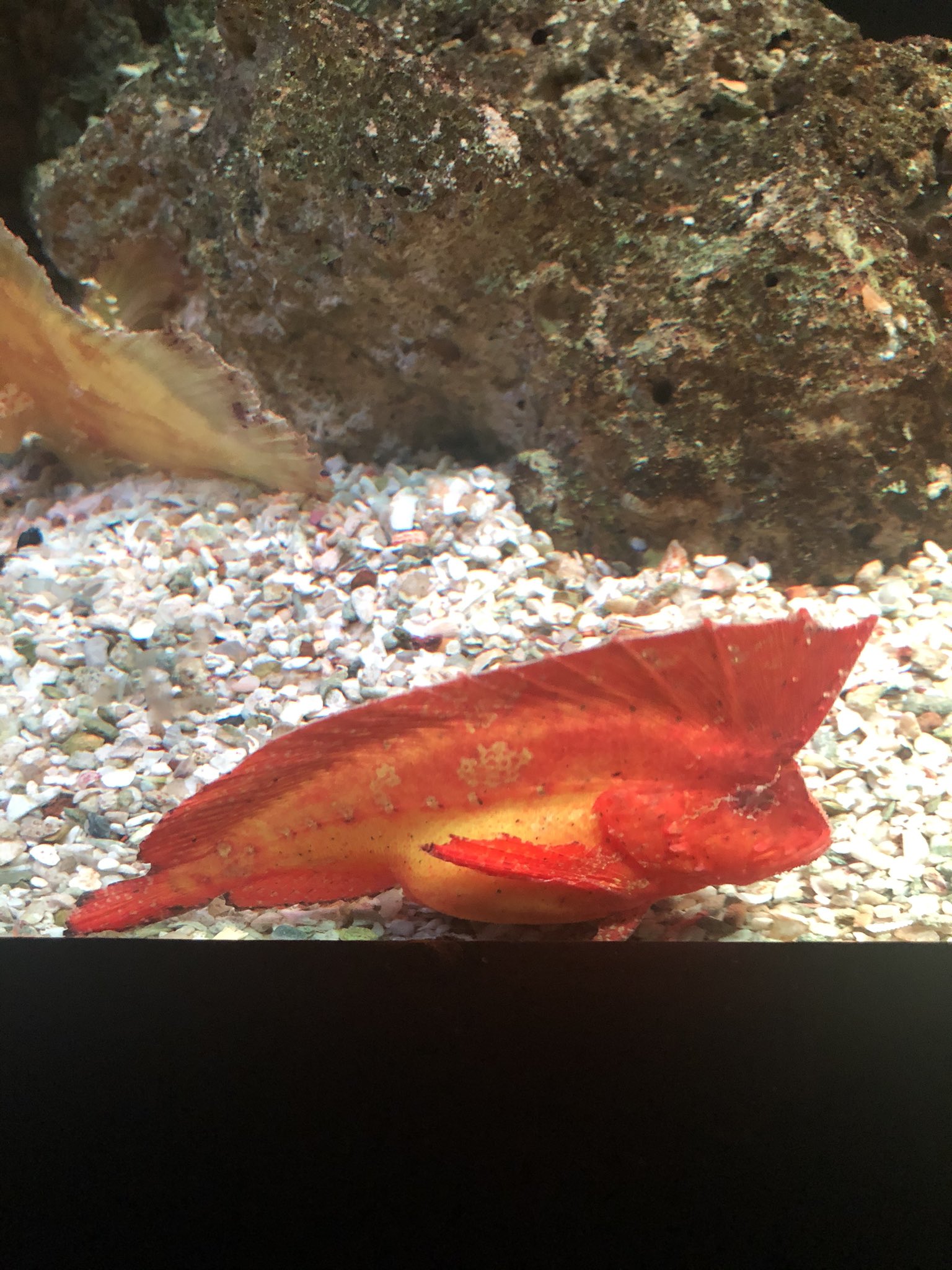 深海魚直送便 以前水族館で見かけた かっこいい魚たちー ウルトラマン みたいー T Co Ultuhygl0f Twitter