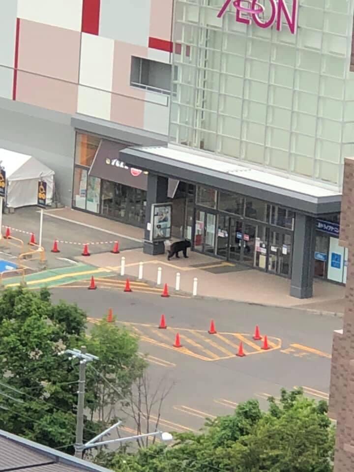 MASATO_TRIFORCE's tweet photo. 札幌は熊が駆除されたようですが、住んでいて今回程怖いと思ったことはないですね。全裸男さん(マスク付)はコロナストレスでしょう。駆除はされないと思いますが、檻の中でゆっくり休んでください。 https://t.co/41sMQgxmMG