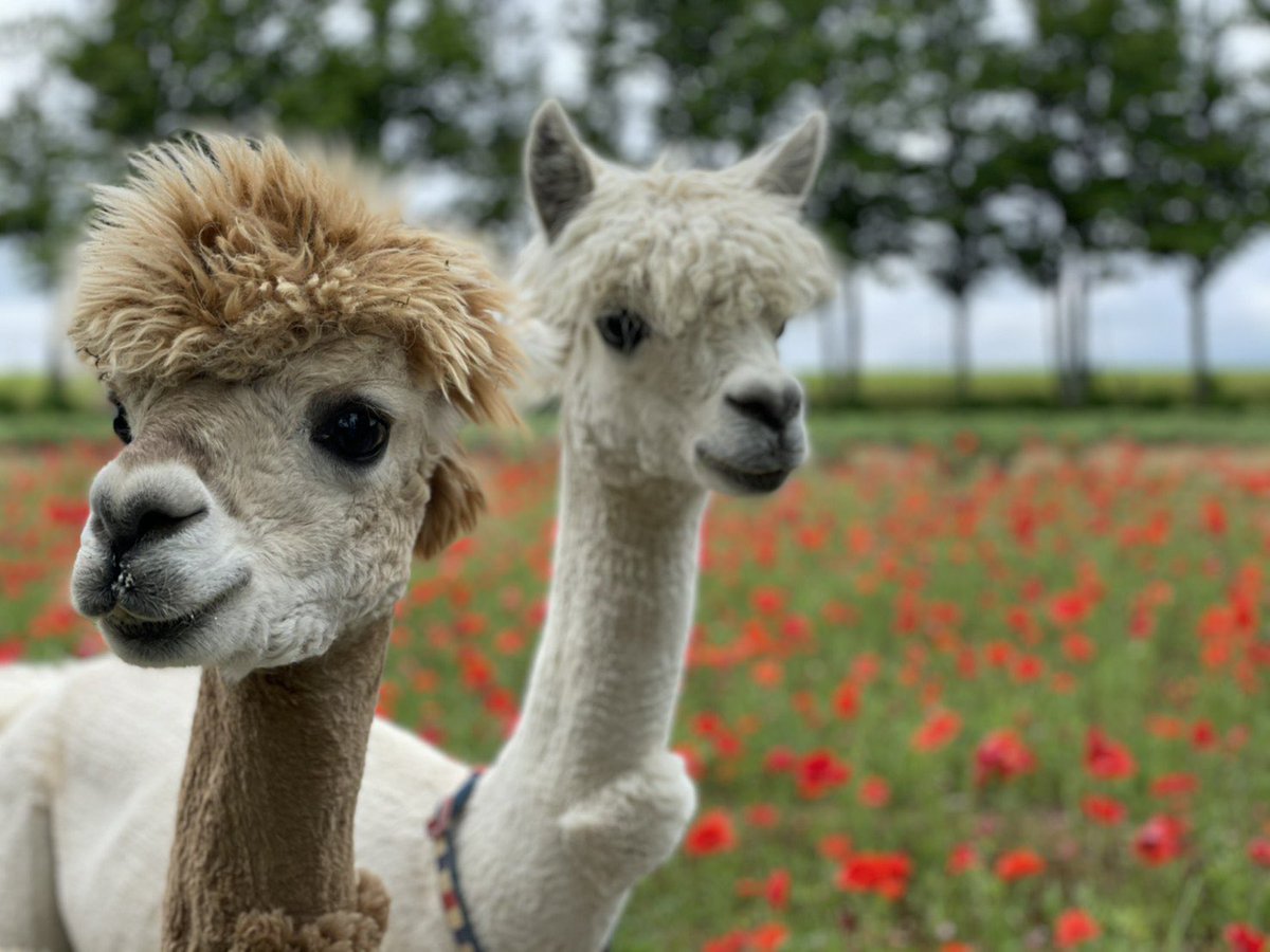 ひるがの高原 牧歌の里 公式 今 見頃の花たちとだいや バンビ 牧歌の里 アルパカ