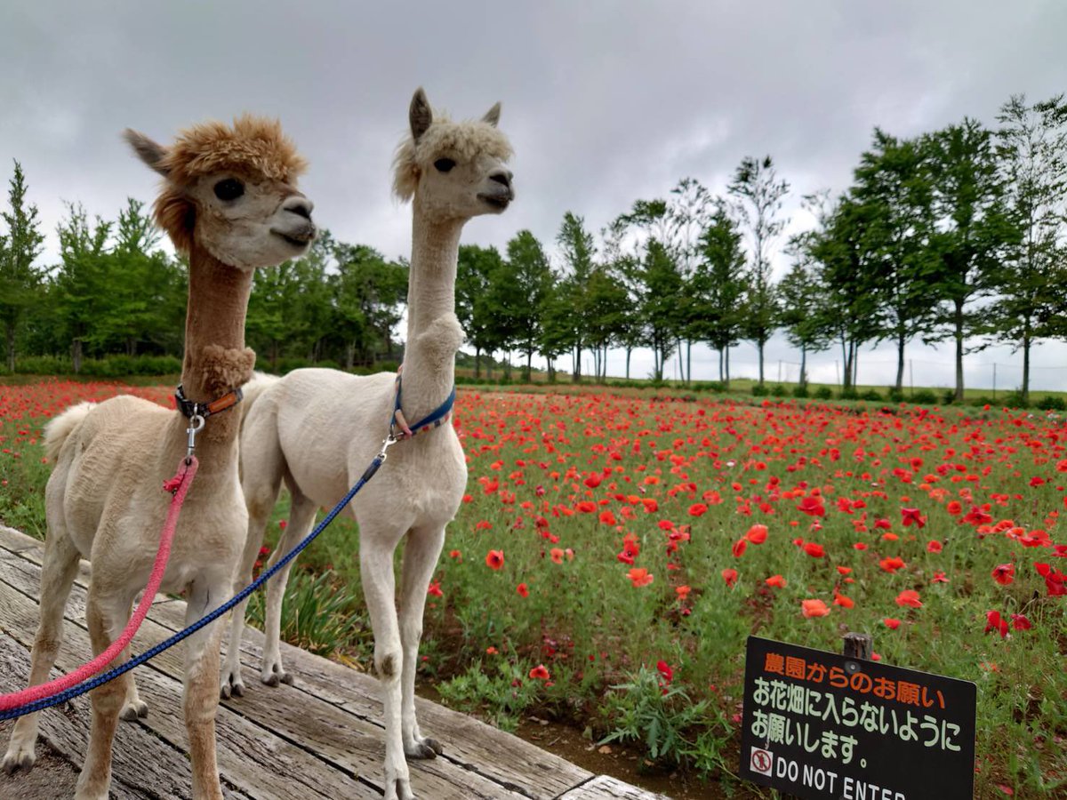 ひるがの高原 牧歌の里 公式 今 見頃の花たちとだいや バンビ 牧歌の里 アルパカ