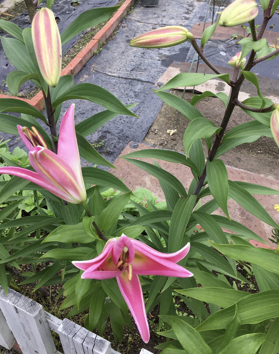 園芸女子 今日は朝から曇り空 時折雨もパラパラと 今は少し晴れてきて は上がっています 最近 ユリの花が咲き出したっていうツイートよくありますが いよいようちのピンク カサブランカも開花宣言できるかなっていう感じです 切り花にしたらまたご