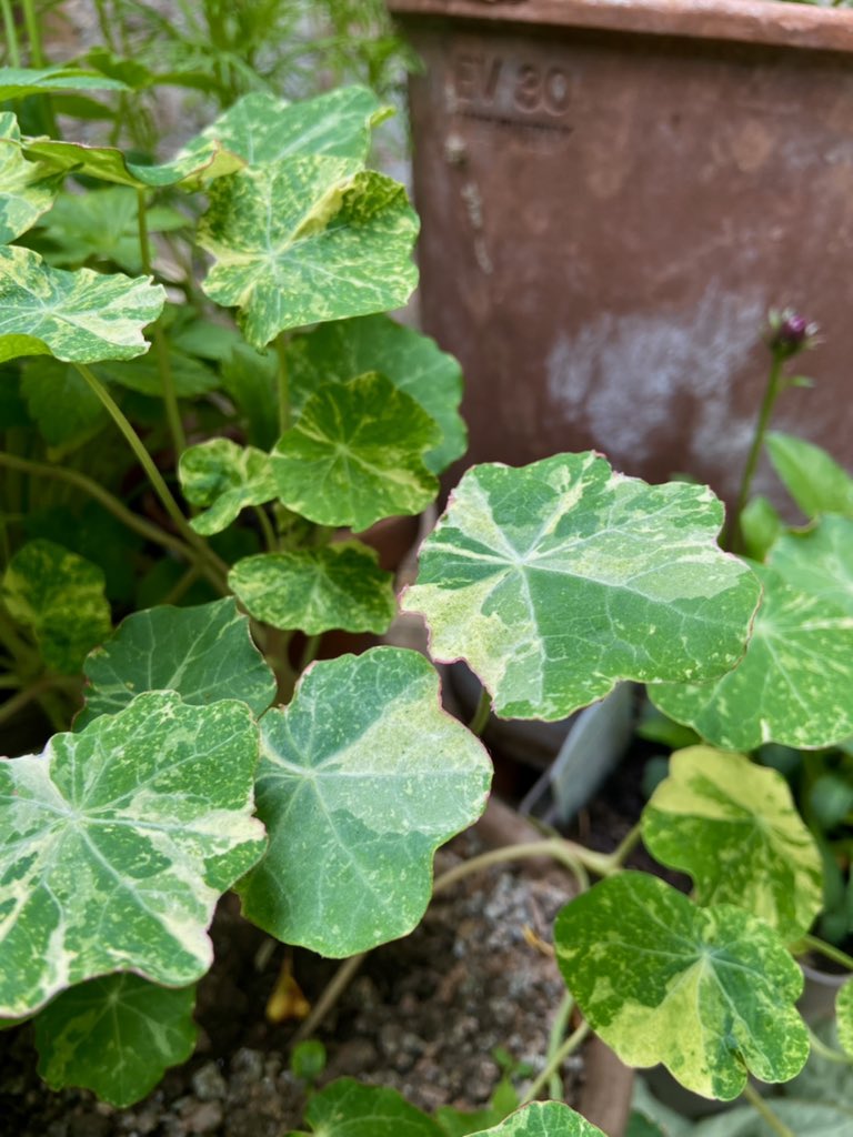 wild_lifeguide's tweet photo. Obsessed with the variegated foliage on these jewel of Africa nasturtiums 🤩

#GYO #Gardening #Organic #OrganicGardening #AllotmentUK #ContainerGarden #Nasturtiums #Flowers https://t.co/sXZ7RrsUhx