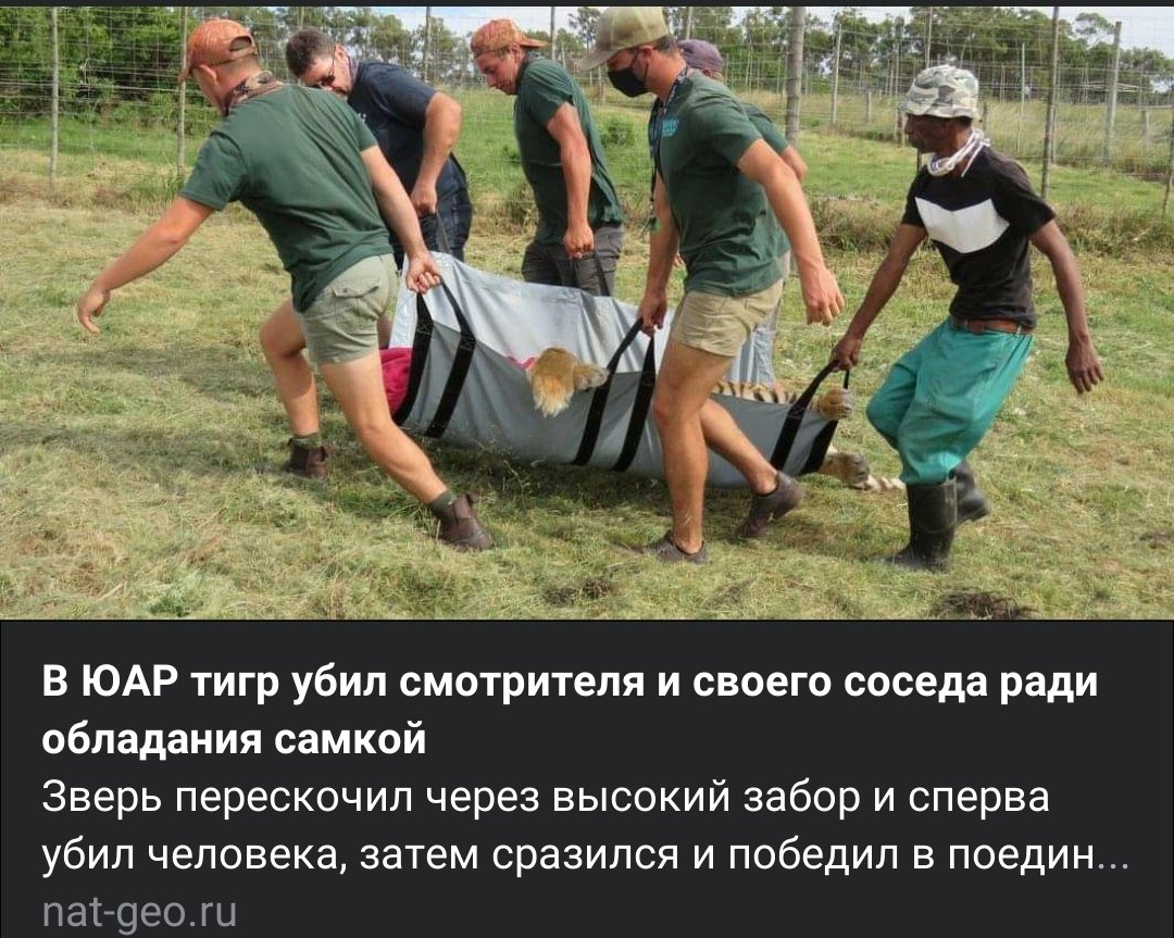 volchatnik's tweet image. А мог бы в цирке выступать