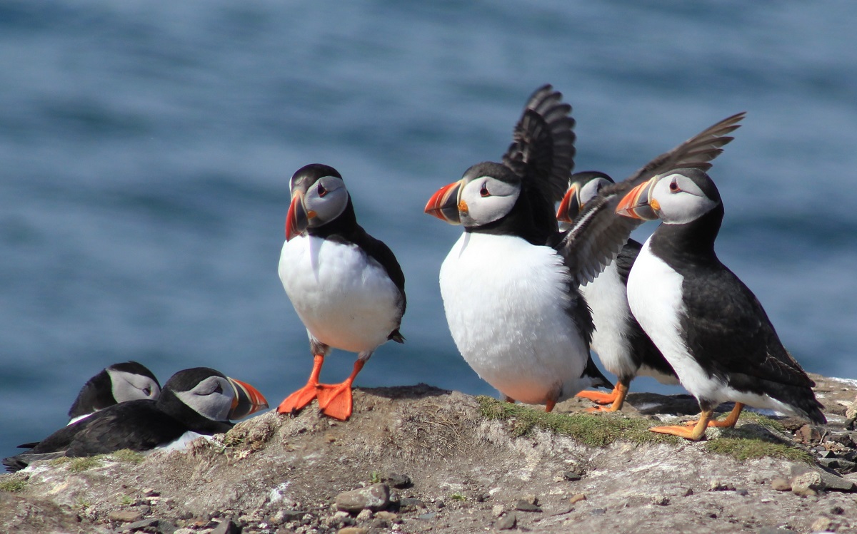 We'll be be landing on the @NTFarneIslands Inner Farne everyday from Monday 21st June. All trips leave @LoveSeahouses at 12:30 hours @discovernland @VisitNland @RNorthumberland @G_Dolman @NTBirdClub @lizjedwards @seahouseshostel @england_coast @JaxKaines   discoverthefarneislands.co.uk