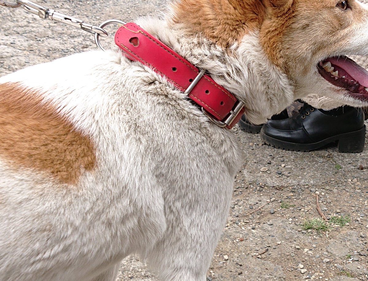 みづき 6月17日 木 午前11時頃 吉岡町漆原からうちの犬が行方不明になってしまいました 赤い革の首輪をしていて 白に茶色の斑点模様がある中型犬です もし保護している家がいたら連絡してください 少しでも情報が欲しいので 見かけたと言う人もいたら みづき 6月17日 木 午前11時頃 吉岡町漆原からうちの犬が行方不明になってしまいました 赤い革の首輪をしていて 白に茶色の斑点模様がある中型犬です もし保護している家がいたら連絡してください 少しでも情報が欲しいので 見かけたと言う人もいたら