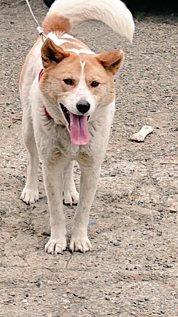 みづき 6月17日 木 午前11時頃 吉岡町漆原からうちの犬が行方不明になってしまいました 赤い革の首輪をしていて 白に茶色の斑点模様がある中型犬です もし保護している家がいたら連絡してください 少しでも情報が欲しいので 見かけたと言う人もいたら みづき 6月17日 木 午前11時頃 吉岡町漆原からうちの犬が行方不明になってしまいました 赤い革の首輪をしていて 白に茶色の斑点模様がある中型犬です もし保護している家がいたら連絡してください 少しでも情報が欲しいので 見かけたと言う人もいたら
