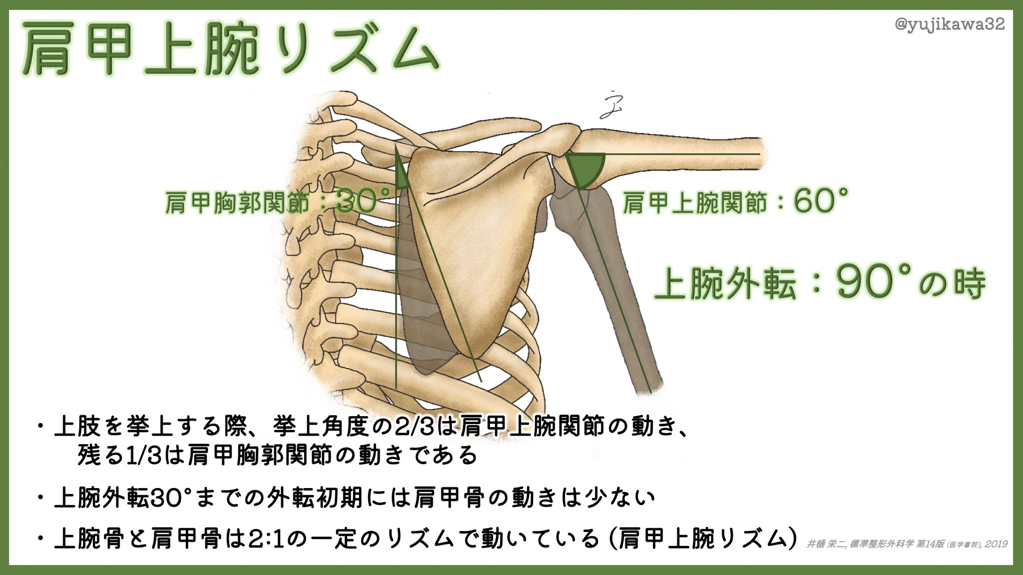 ユジカワ 整形dr イラストレーター 肩の挙上の際に 通常は上腕骨と肩甲骨が一定の動きをする 単純に外転ができていても 肩甲骨の代償がかなり強い場合などの評価は要注意 注目して見たら簡単にわかる 肩甲上腕リズム 肩 イラスト日記