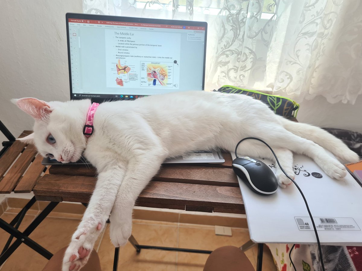 Üsgünm cnm bu kücük masa bna ve keyfime ancak yetior