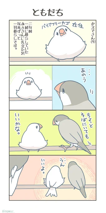 ともだち。

#Buncho #javasparrow #文鳥 
