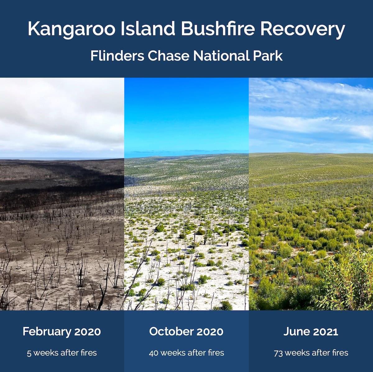 Exceptional Kangaroo Island tweet media