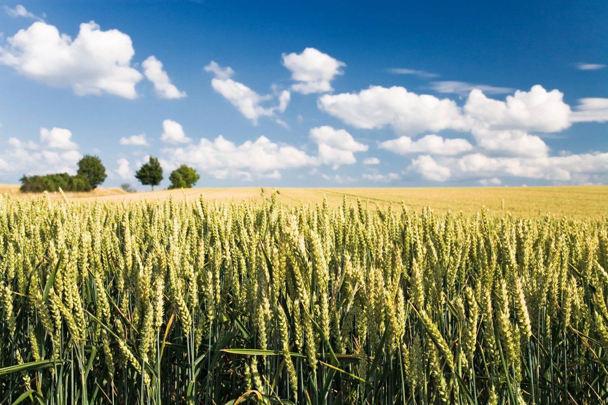 FarmSurveyUK's tweet photo. In the Intelligence report Spring 2021 we learn the latest insights of the agricultural and horticultural sectors https://t.co/vyiS5cZyhi https://t.co/J78oZPtVbX