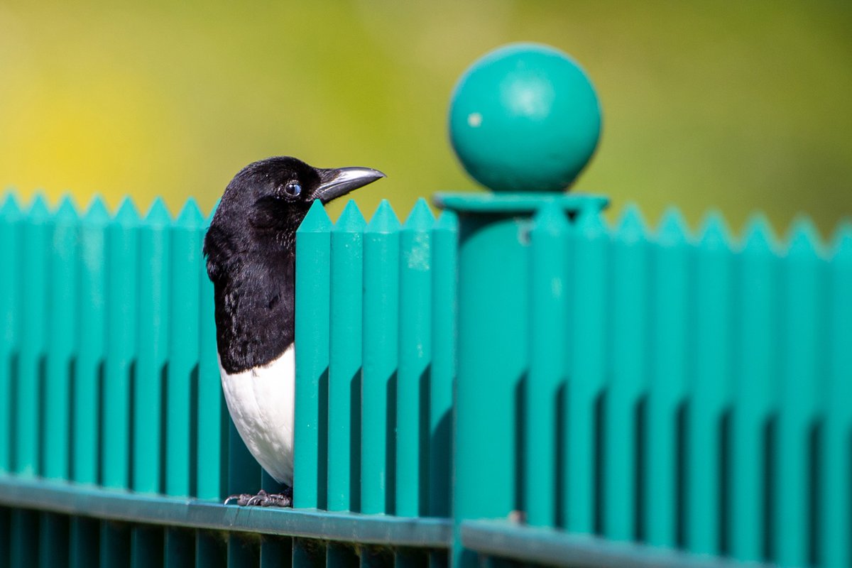 Magpie pretending not to look at me - Dublin North City
By Paula T Nolan - a finalist in the National Biodiversity Week @IrishPTNolan #Congratulations #photooftheday
#photography #DublinThree #nationalBiodiversityweek