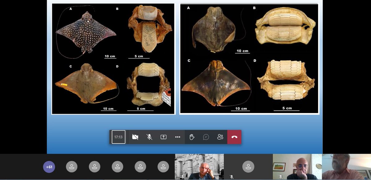 ancient_aquinum's tweet image. 📍 Giornata di Studi SPIGOLATURE AQUINATI II. 

Jacopo De Grossi Mazzorin presenta &quot;I pesci raiformi tra mito e realtà nel mondo antico&quot;.

👥 Per seguire --&amp;gt; bit.ly/34Ha4G7
🗒️ Il programma --&amp;gt; bit.ly/SpAq_programma

#JEArcheo #GEA2021