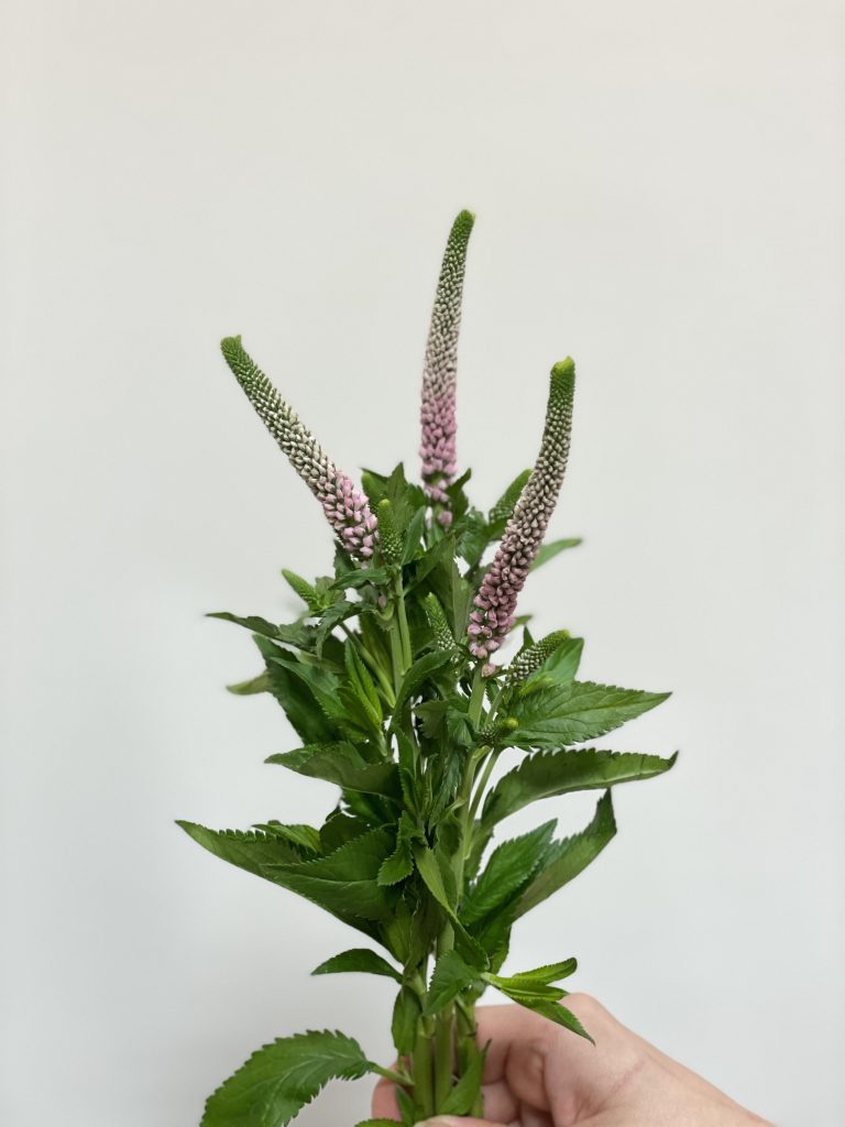 花屋はな輔 今日のお花紹介 ベロニカ ライトピンクビクトリー 涼しげな花色と尾のような長い花穂がスマートで美しく 寒さ暑さに強いベロニカ こちらはピンクですが 青や紫 白色も流通しています ベロニカ ライトピンクビクトリー お花