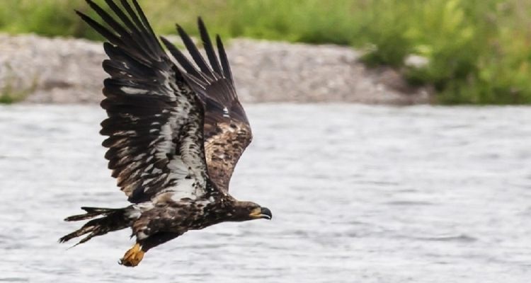 A collection of Perthshire grouse moors and farms has formed an unlikely alliance with a major conservation body to advance eagle conservation in an area of past alleged persecution. #GoldenEagle #GrouseMoor

Read more:
buff.ly/3cT1zMr