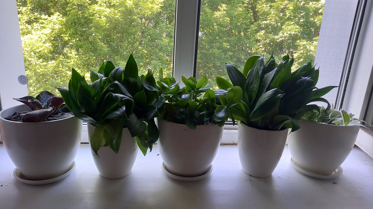 l_prilutskaya's tweet image. Забрала у мужа пару цветочных горшков. Еще зимой купили, до сих пор в них ничего не высадил. А я сразу старый горшок в два рассадила 🙃
Осталось окно вымыть, занавеску погладить и навесить и будет норм.
Хотя иногда еще подумываю о росписи горшков...  
#домашнийуют