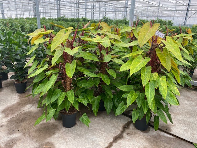 krijgen jullie ook zo een tropisch gevoel bij het zien van deze Philodendron Painted Lady. Wij hebben der nog een paar beschikbaar 😎☀️🏝