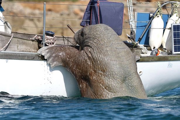 “Excuse me Sir, I heard that Wales are winning the Euros. Can I hitch a ride to Cardigan Bay please” #MaenDodAdre