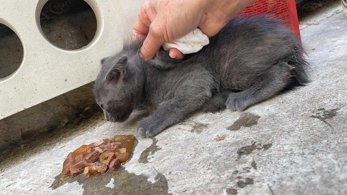 Sayvek's tweet photo. Nos hemos encontrado una gatita de menos de dos meses en la calle. Estamos buscando a alguien para que la pueda adoptar. Esta asustads pero es muy cariñosa. Si alguien de la zona de barcelona está interesado que me mande MD. https://t.co/iLLz8kCCYR